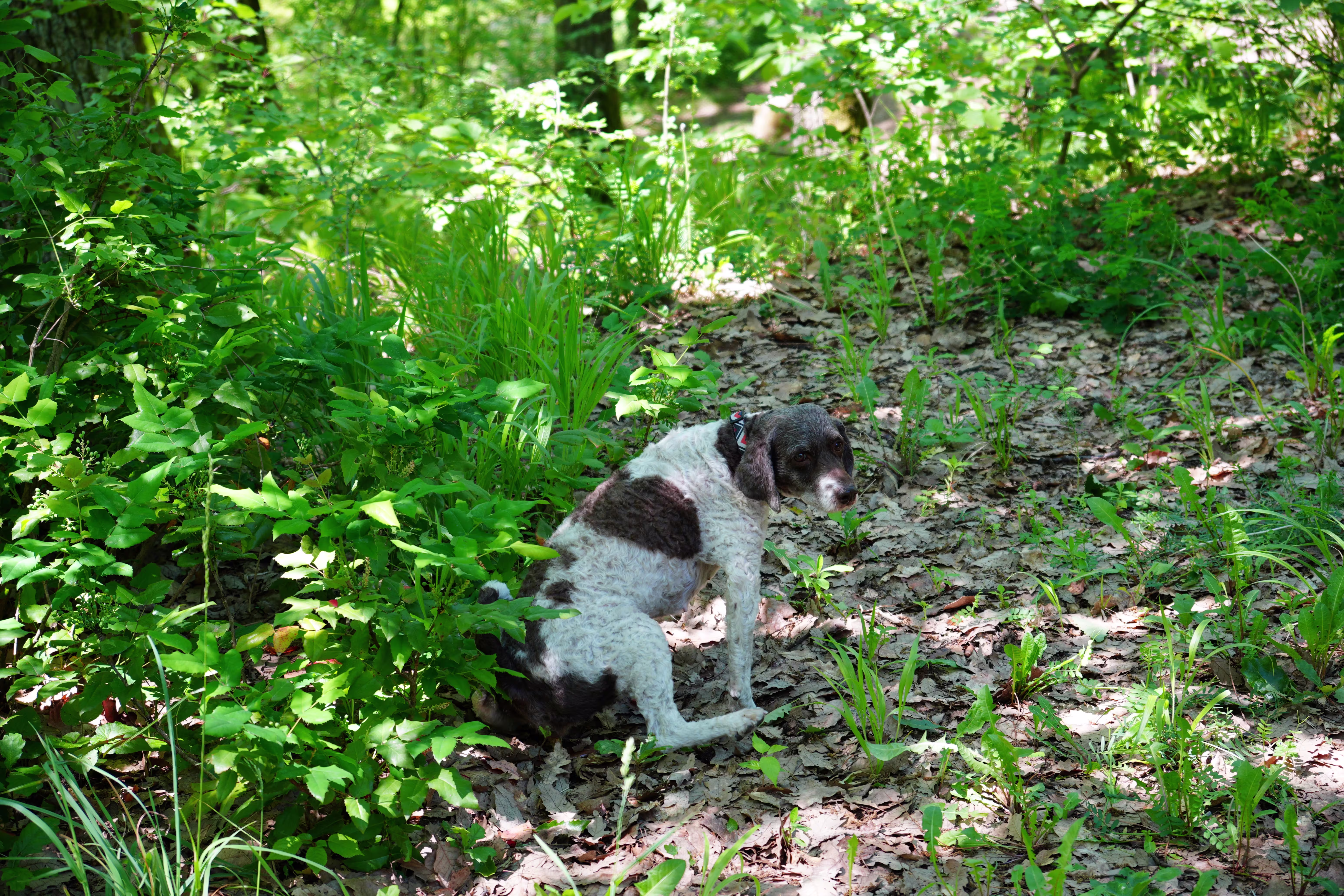 Truffle hunting dog