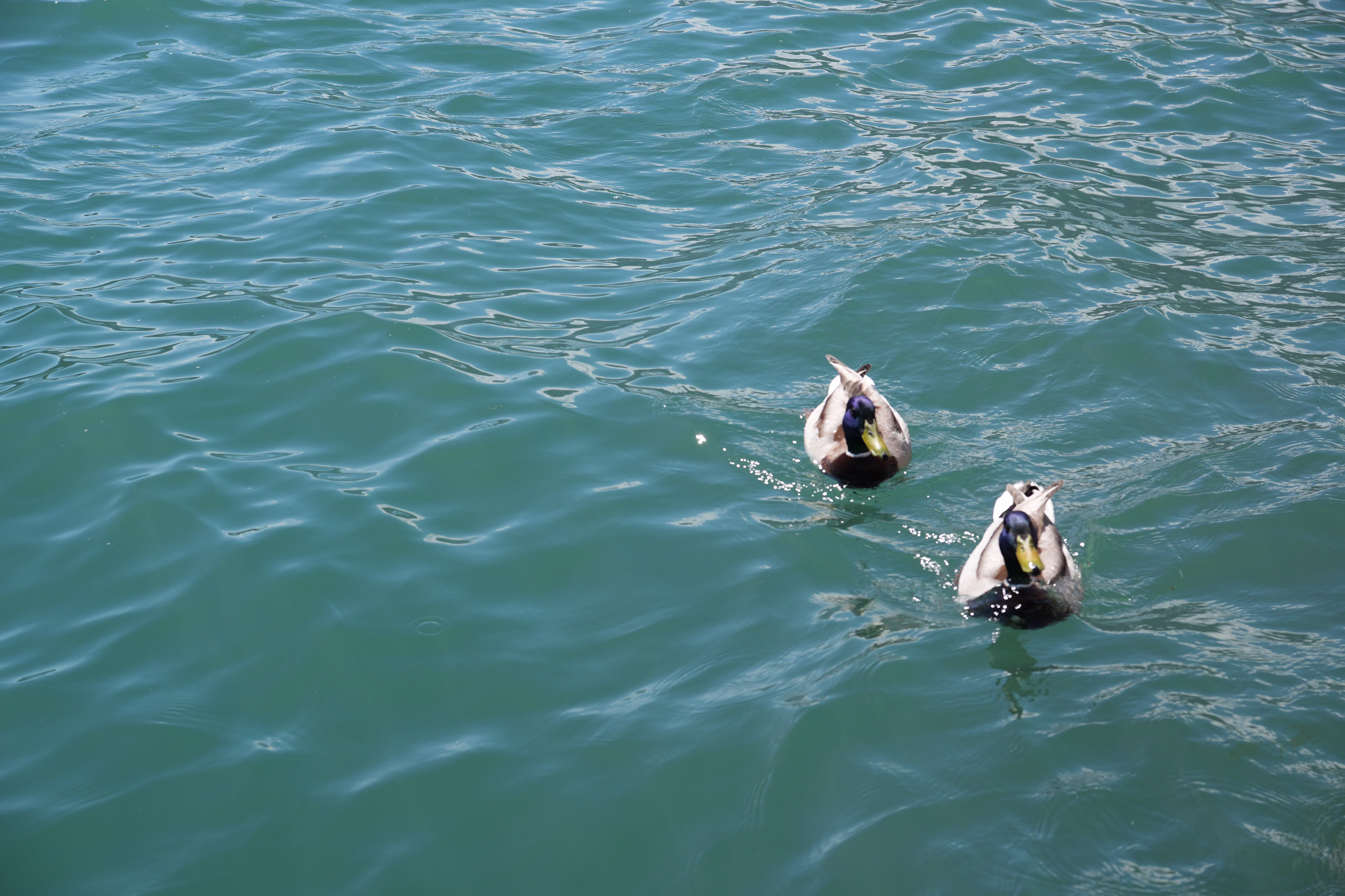 Ducks on water