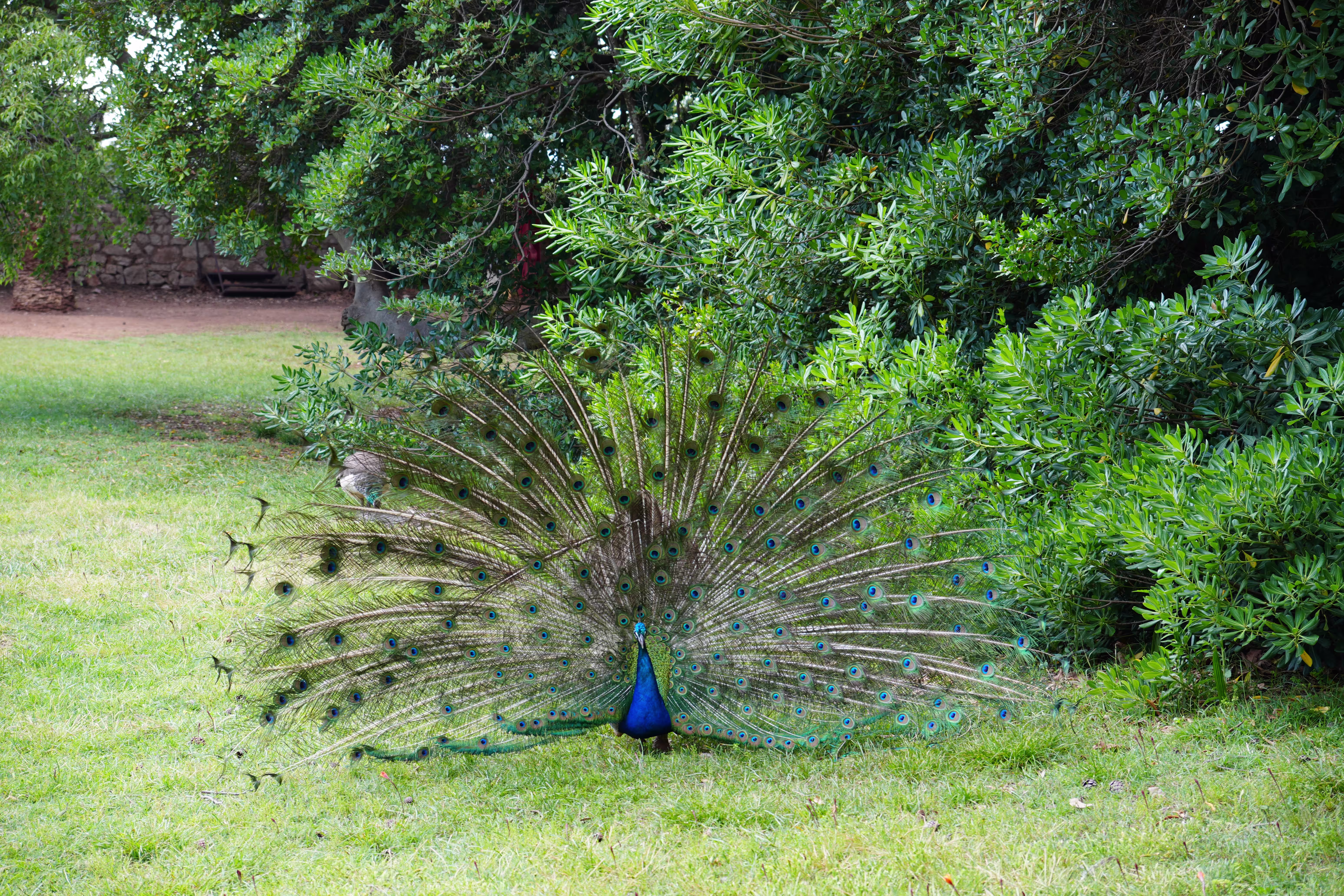 Peacock